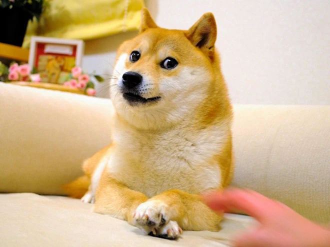 Kabosu Kabosu