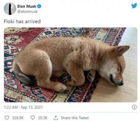Floki has arrived - Elon Musk Floki has arrived - Elon Musk